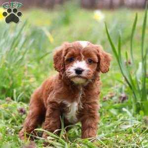 Mickey, Cavapoo Puppy